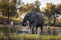 Elephants playing in the water in the Okavango Delta Botwana