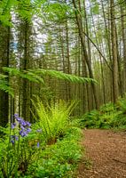 Glenashdale Holz, Insel Arran