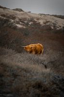 Jeune Highlander écossais