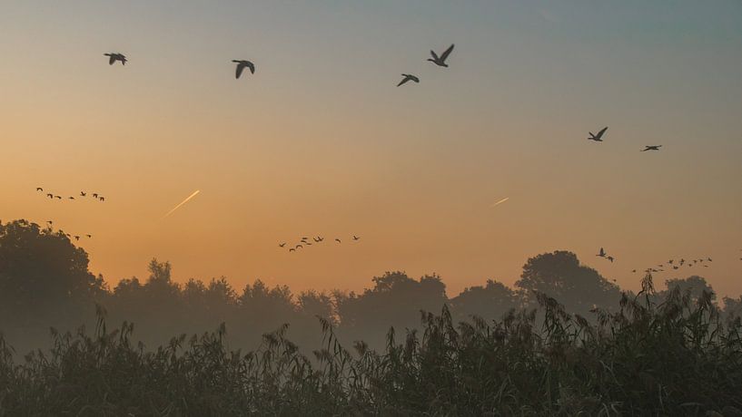 Vogelperspektive von Karen de Geus