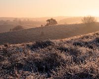 Het silhouet van de bomen en struiken tegen een achtergrond van zonlicht