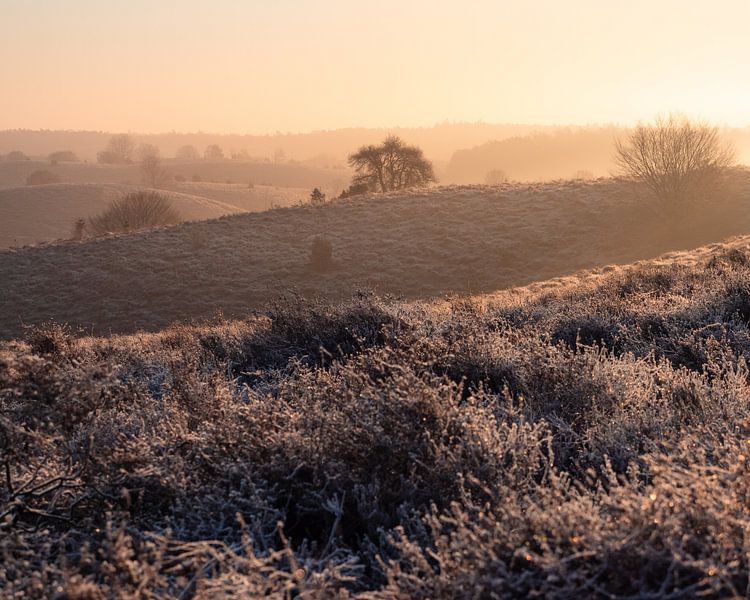 Die Silhouette der Bäume und Sträucher vor einem Hintergrund aus Sonnenlicht von Max van Gils