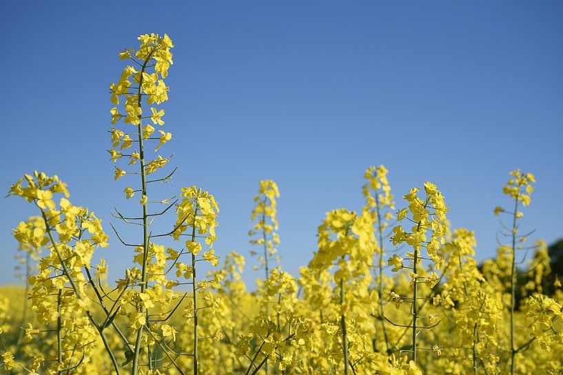 Raps- oder Canola-Pflanze in einem Feld, Nahaufnahme des gelb blühenden Ölrapses vor einem klaren bl von Maren Winter