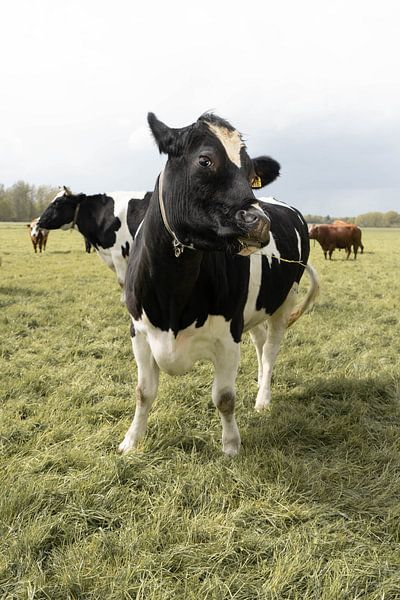 Deci die Kuh von Zoë Jurriëns