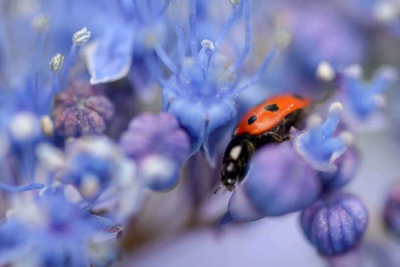 Ladybug on purple flower by Kim de Been