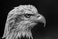 Portret van een Amerikaanse zeearend.