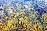 schwankender Seegras