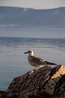 Meeuw op een rots aan zee