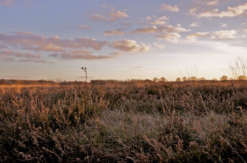 Heathland at winter sunset by Bart van Wijk Grobben