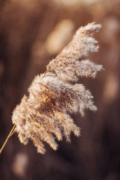 Big plume in spring by Holly Klein Oonk