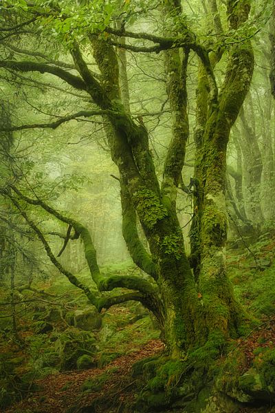 Dillydoun by Ellen Borggreve