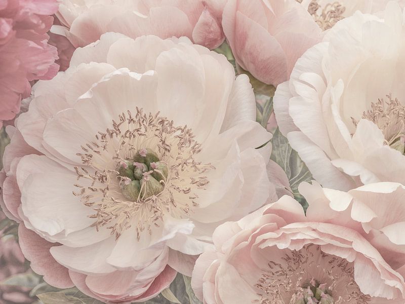 Zartes Pastell Pfingstrose. 1 von Alie Ekkelenkamp