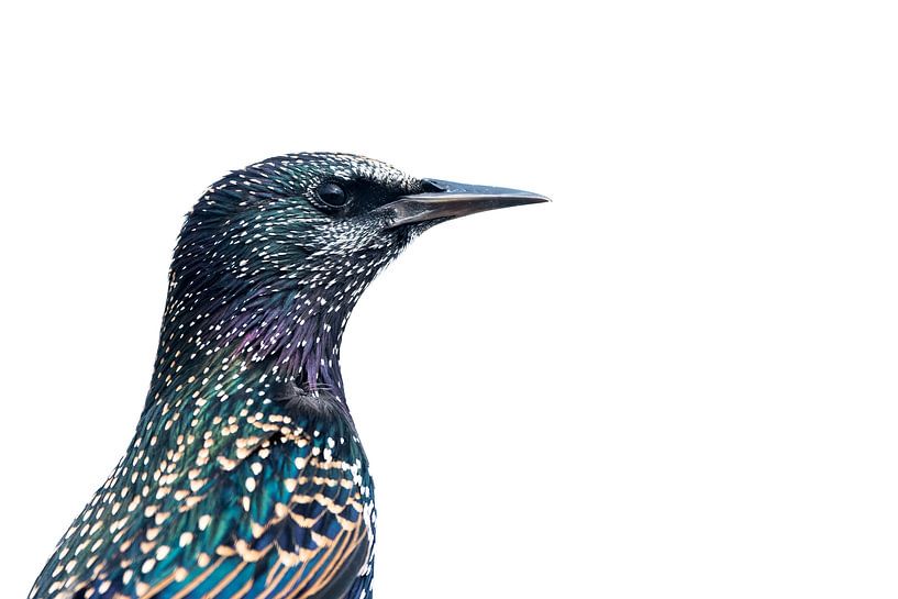 Starporträt von Danny Slijfer Natuurfotografie