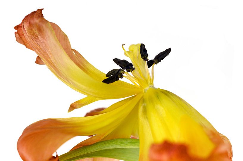 Dancing tulip by Kok and Kok