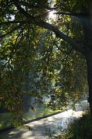Sonne leuchtet durch Bäume und auf Wasser