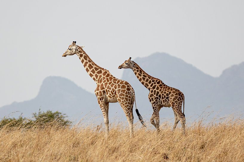 Giraffen im Kidepo Valley National Park Uganda von Albert van de Meerakker