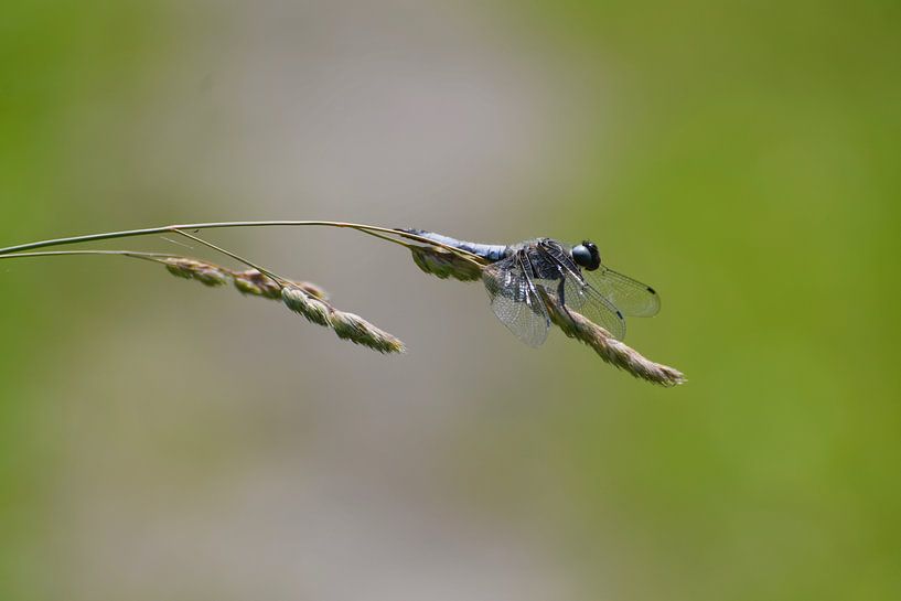 libel par Mieke Verkennis