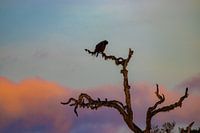 Paon dans l'arbre Sri Lanka
