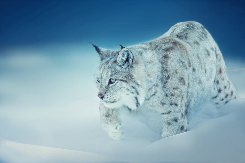 Vos par sarah zentjens