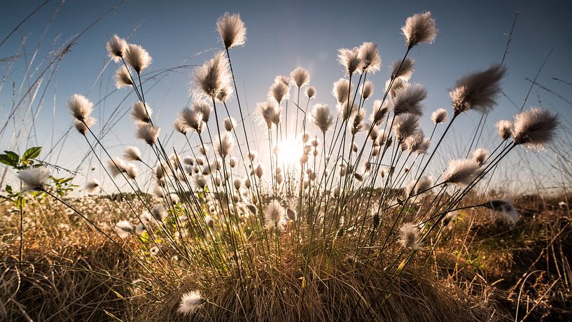 Herbe à coton par Kurt Krause