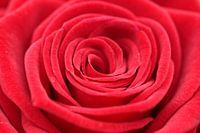 Rote Rose