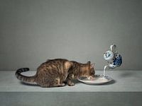 Serie Katzenverhalten - Holländische Milch - (Landschaft)