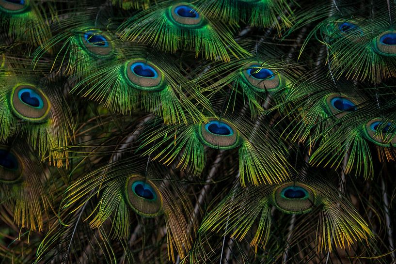 Blauer Pfau von Jiri Viehmann