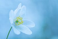 Wood anemone