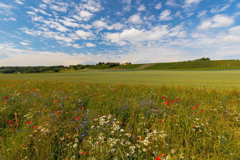 apostelhoeve maastricht during a picturesque summer's day by Kim Willems
