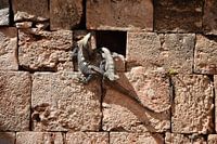 Leguanen in Maya site Uxmal