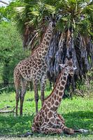 Giraffes relax