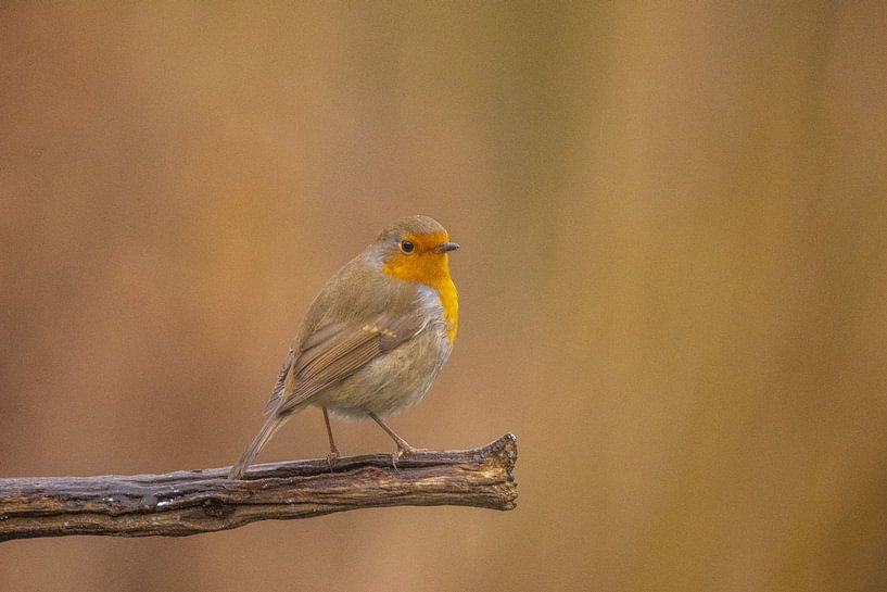 Robin on a branch by Gert Hilbink