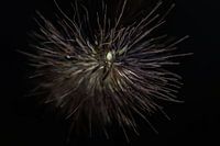 grain on dark background