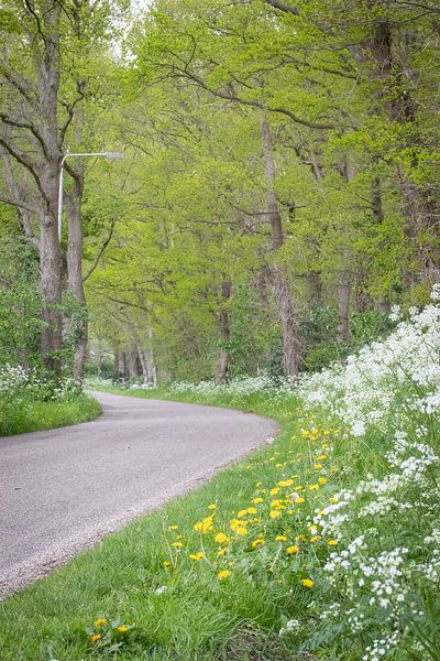 Cow parsley on the Romienendiek by Hans Monasso