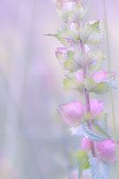 Takje met roze bloemen en groene blaadjes