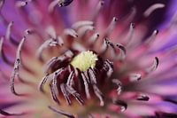 Purpurrote Clematisblume