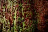 De kleuren van een boom temidden de Daintree Jungle in Australië