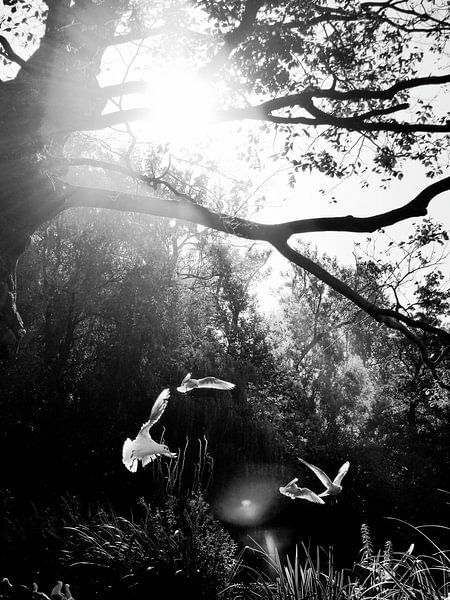  Les mouettes par Marianna Pobedimova