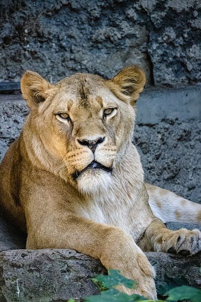 La tête d'une lionne par Steven World Traveller