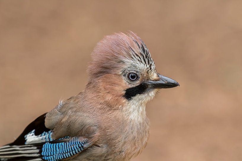 Gekuifde Gaai von Eva Bos