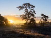 Lever de soleil brumeux sur Hulshortheide