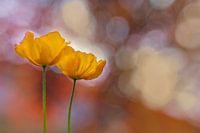 Orange Spring Delight - Orange Mohnblumen