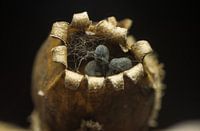 zaad doosje van koekoeksbloem