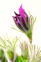 L'épanouissement de l'orpin