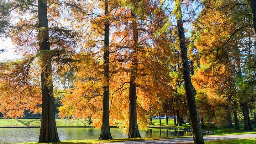 Herbst, Vroesenpark, Rotterdam, Niederlande von themovingcloudsphotography