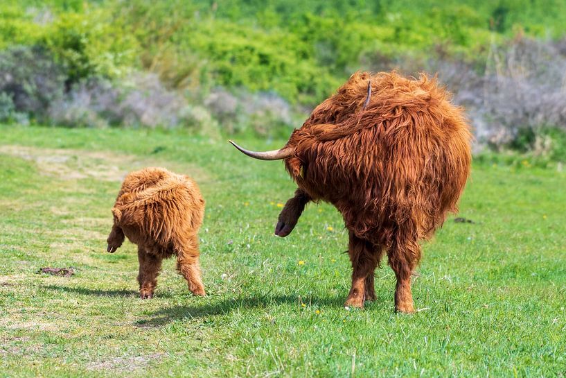 Les Highlanders écossais, grands herbivores aux Pays-Bas par Merijn Loch