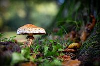 Mushrooms in the forest 02