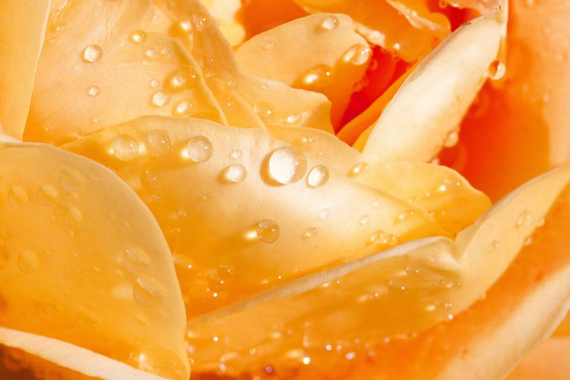 Rosen und Wassertropfen. von Frank Zuidam