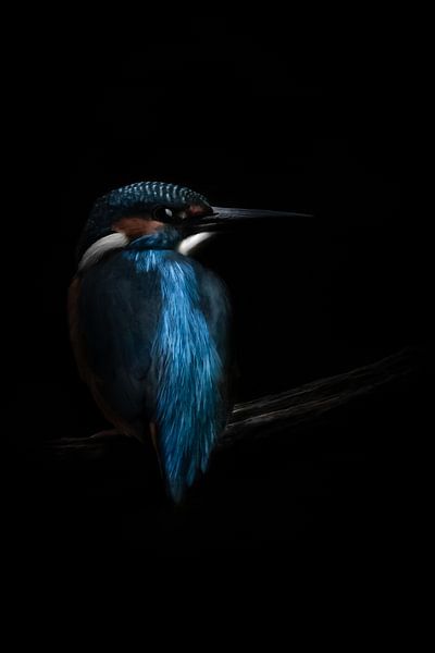 Graue Eisvogel von Danielle van Doorn