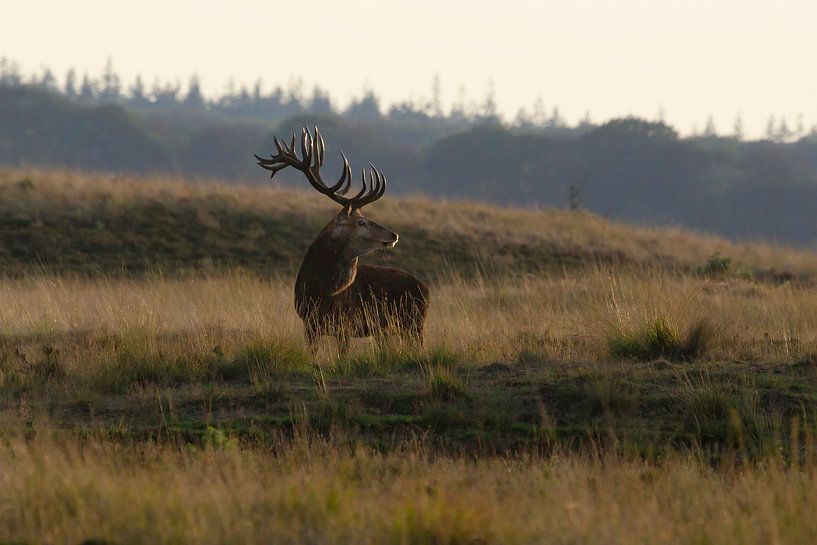 Red deer during the rut on the Hoge Veluwe by Eric Wander
